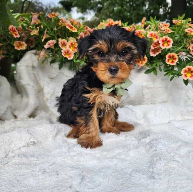 Simon - Yorkshire Terrier Male