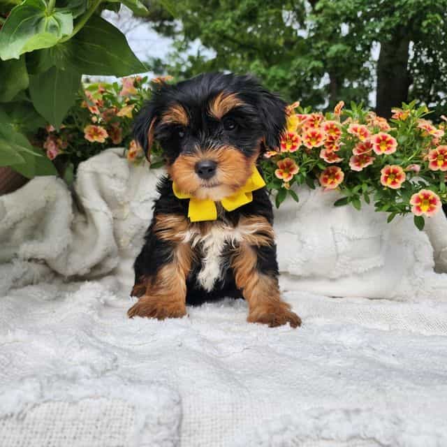 Baxter - Yorkshire Terrier Male