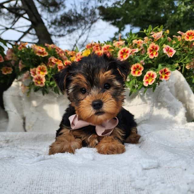 Bastian - Yorkshire Terrier Male