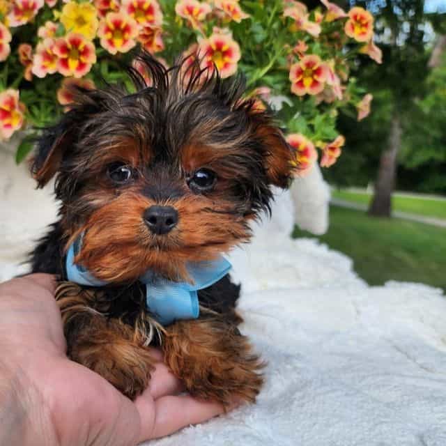Teacup Timmy - Yorkshire Terrier Male