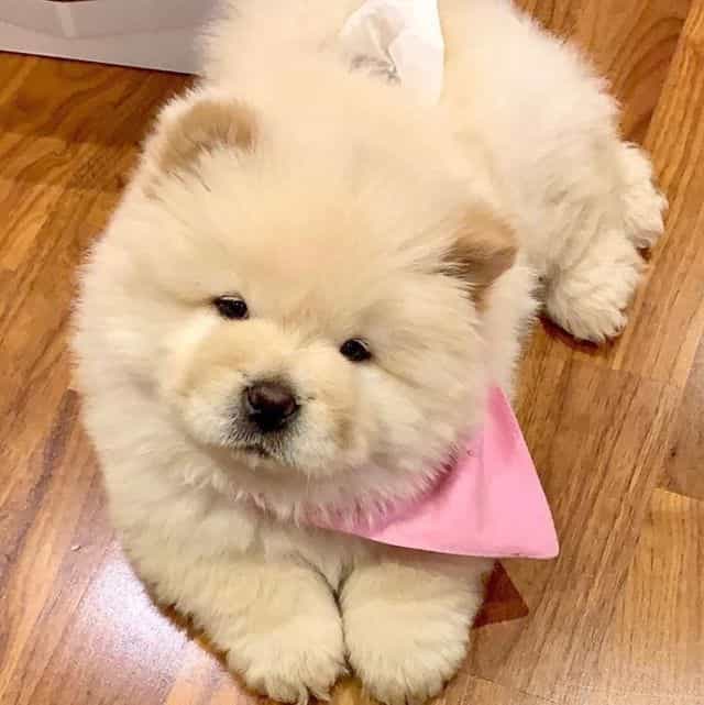 Bella - Chow Chow Female