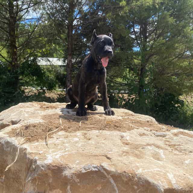 Wakanda - Cane Corso Female
