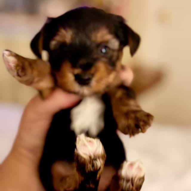 milo - Yorkshire Terrier Male
