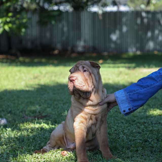 Fedor - Chinese Shar-Pei Male