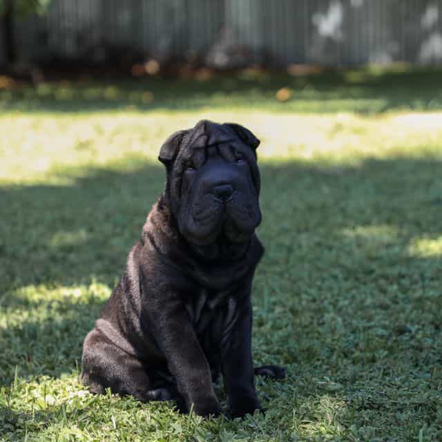 Zeus - Chinese Shar-Pei Male