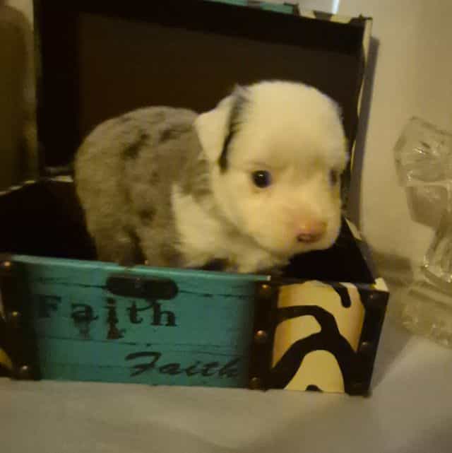 Massituchets. ( - Australian Shepherd Male