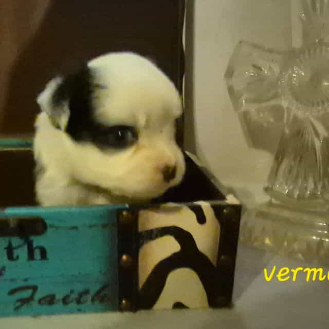 Vermont. (Toy) - Australian Shepherd Female