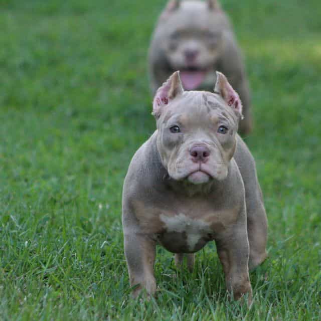 Star - American Bully Female