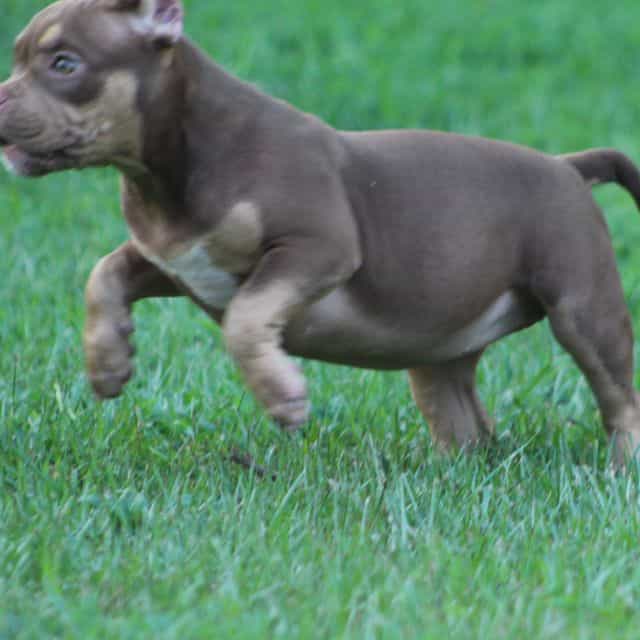 Coco - American Bully Female