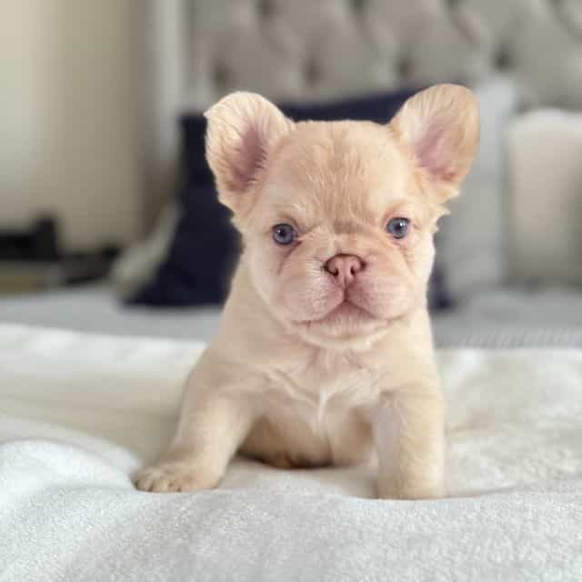 Lucca - French Bulldog Female
