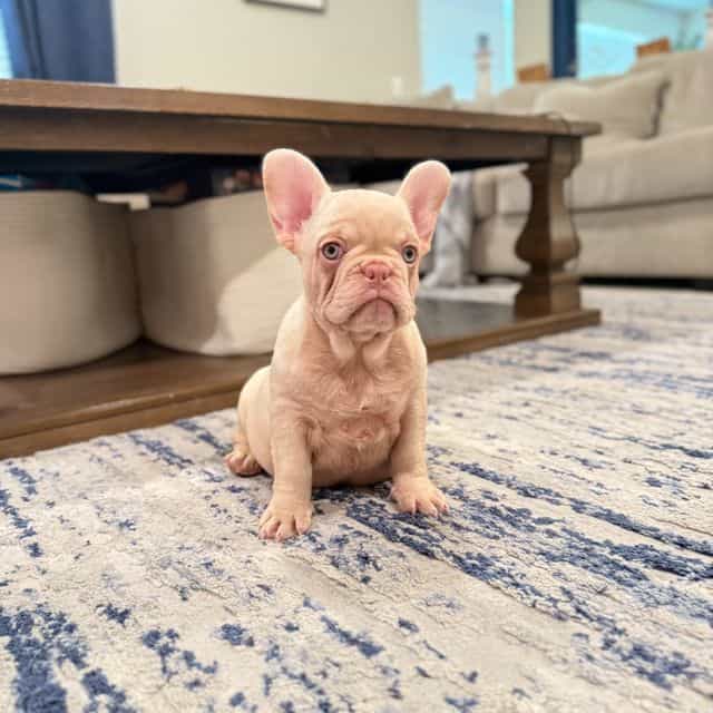 Hammie - French Bulldog Male