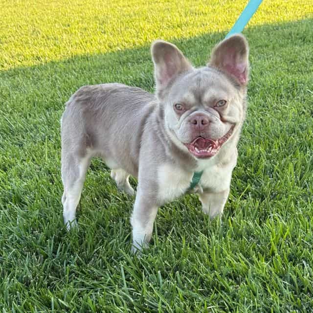 Thor - French Bulldog Male