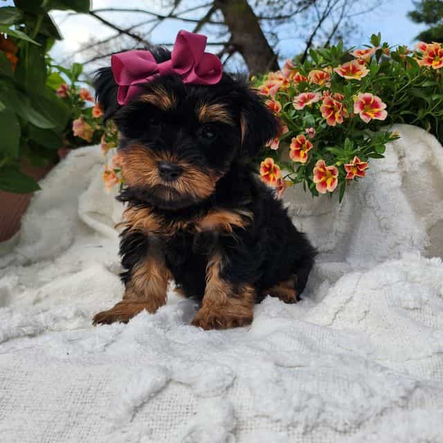 Miley - Yorkshire Terrier Female