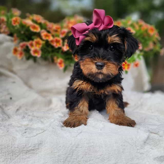 Miley - Yorkshire Terrier Female