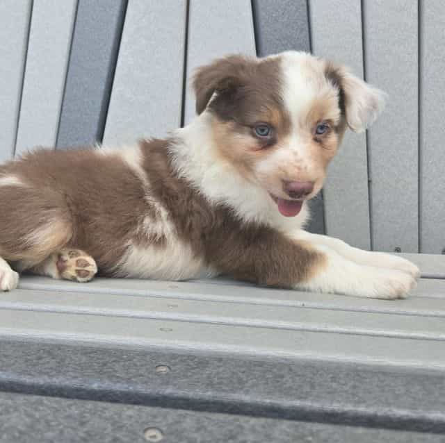 Rocky - Australian Shepherd Male