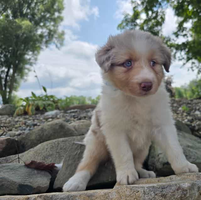 Remington  - Australian Shepherd Male