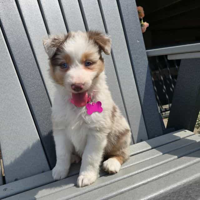 Remy - Australian Shepherd Female