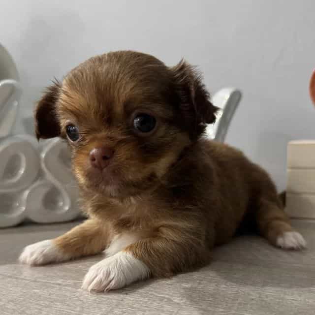 Chanel - Chihuahua Female