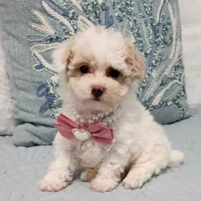 Candy - Maltipoo Female
