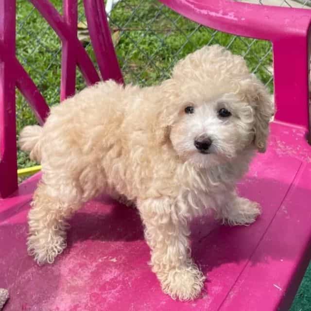 Milli - Toy Poodle Female