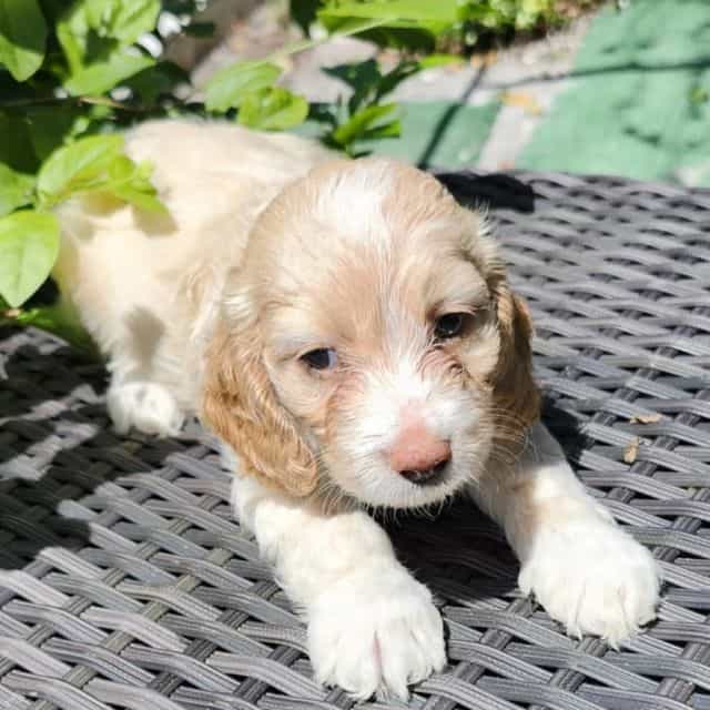 Cookie  - Cockapoo Female
