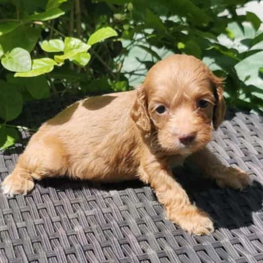 Tiny - Cockapoo Male