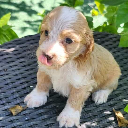 Lucky - Cockapoo Male