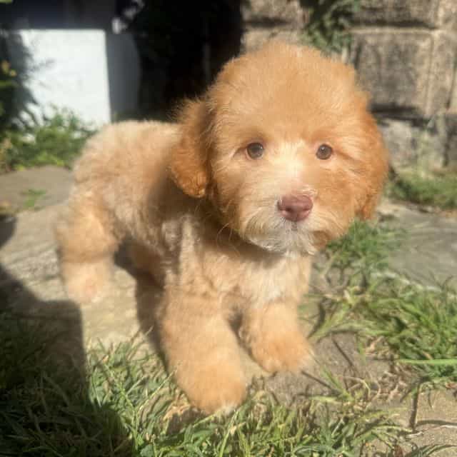 Woody  - Toy Poodle Male