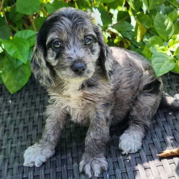 Kit Kat - Cockapoo Female