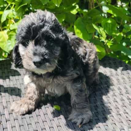 Oreo - Cockapoo Male