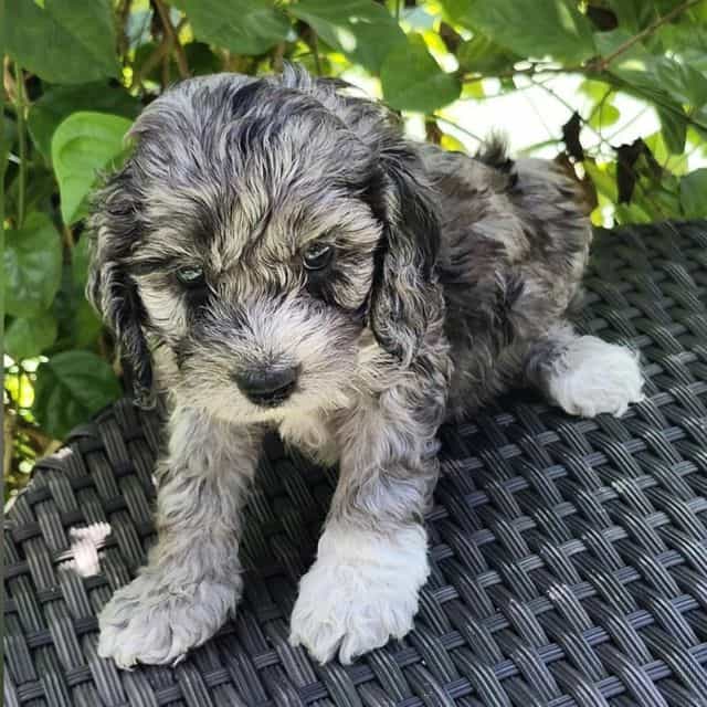 Jellybean - Cockapoo Male