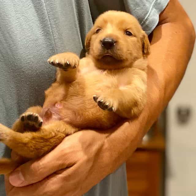 Montgomery  - Golden Retriever Male