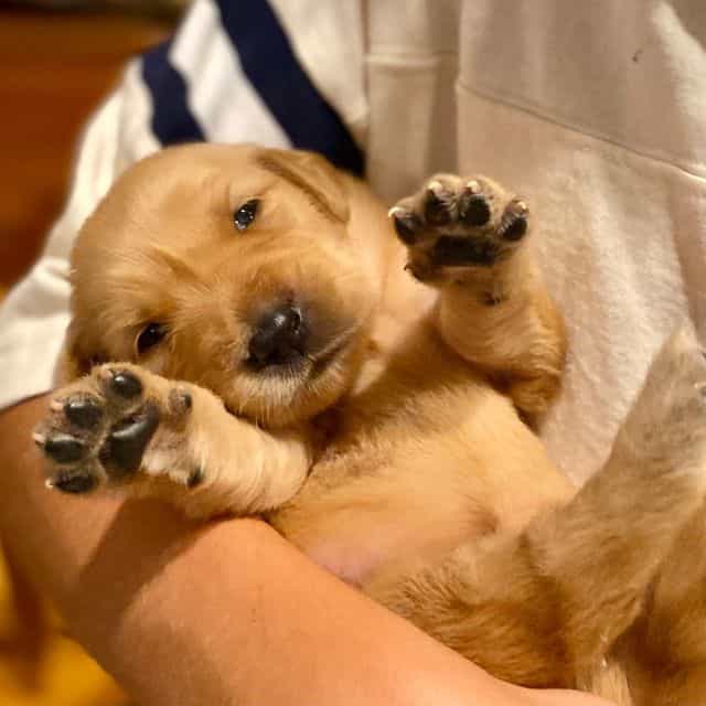 Pippa  - Golden Retriever Female