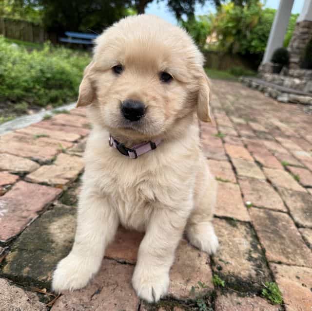 Willow - Golden Retriever Female