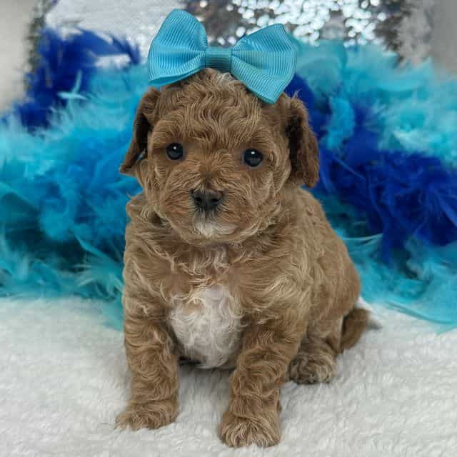 Molly MP Turquo - Maltipoo Female