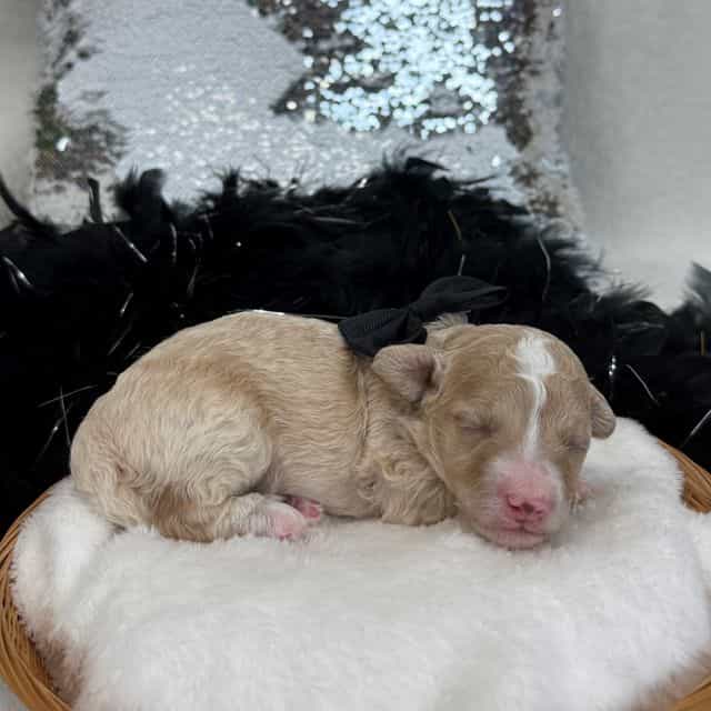 Aspen's Black B - Bernedoodle Male
