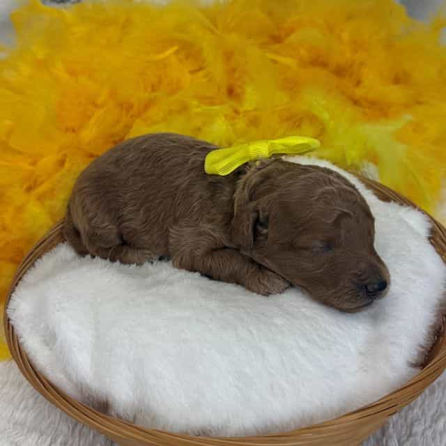 Aspen's Yellow  - Bernedoodle Male