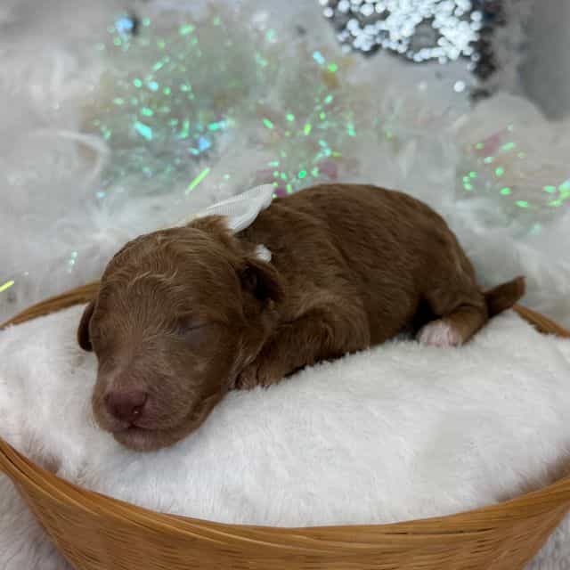 Aspen's White B - Bernedoodle Male