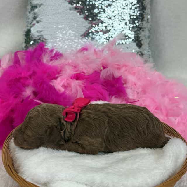 Aspen's Pink Gi - Bernedoodle Female