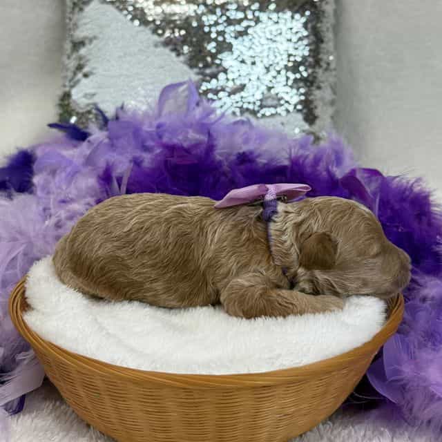 Aspen's Purple  - Bernedoodle Female