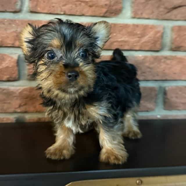 Benjamin - Silky Terrier Male