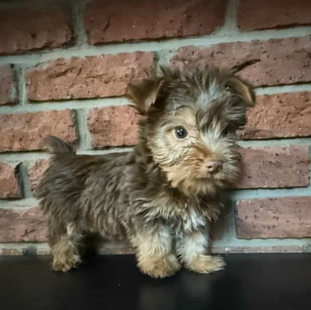 Franklin - Silky Terrier Male