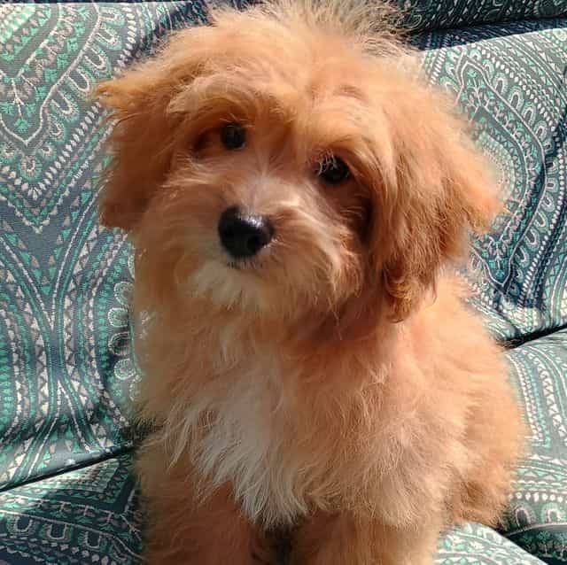 Paul - Pomapoo Male