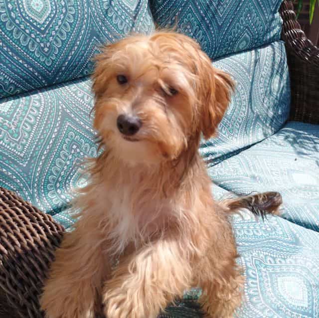 Vegas - Chorkie Male