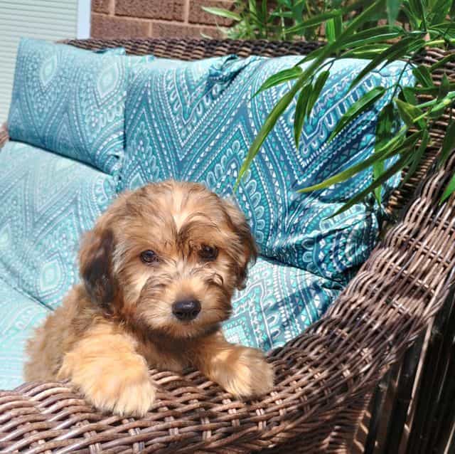 Saul - Yorkie-Chon Male