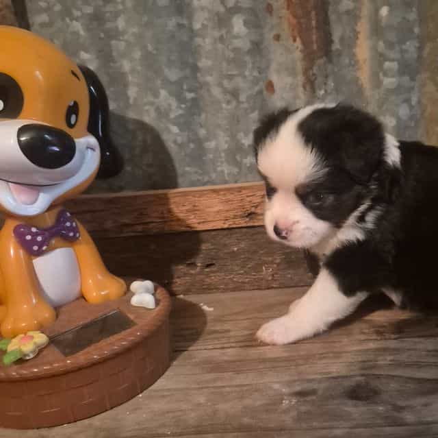 Maine - Australian Shepherd Female