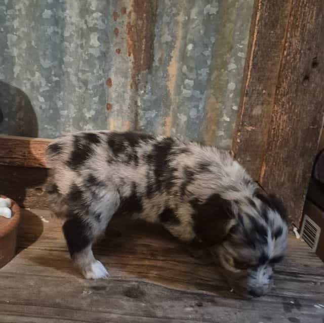 Connecticut - Australian Shepherd Male