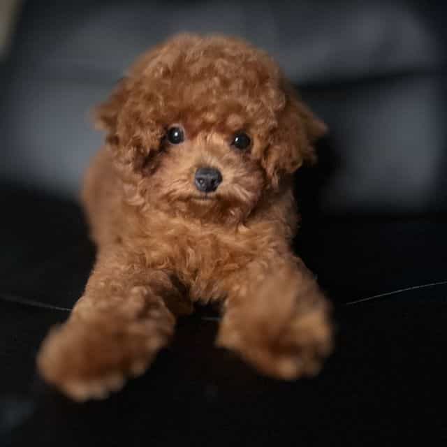 Teddy  - Toy Poodle Male