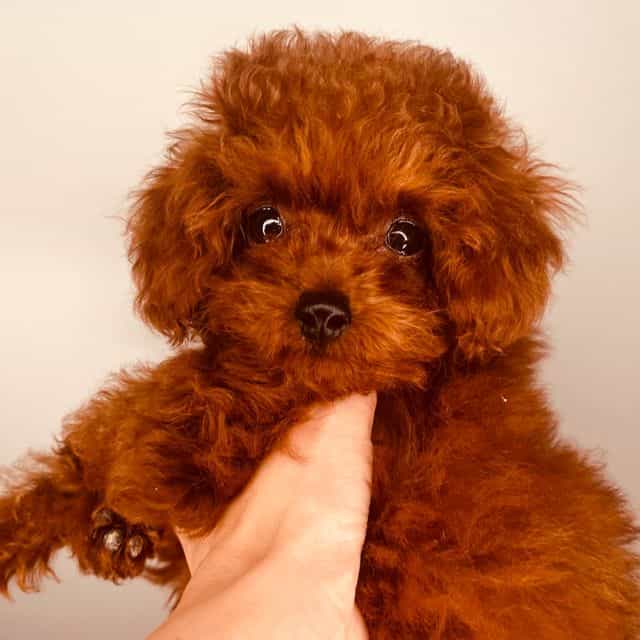 Lucky  - Toy Poodle Female