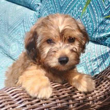 Saul - Yorkie-Chon Male